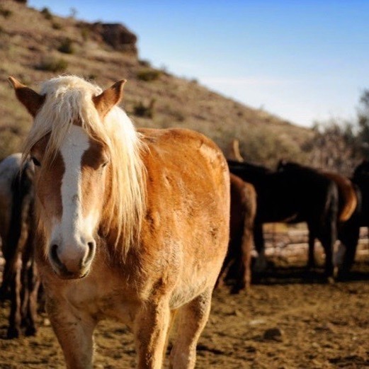 Cowboy Trail Rides