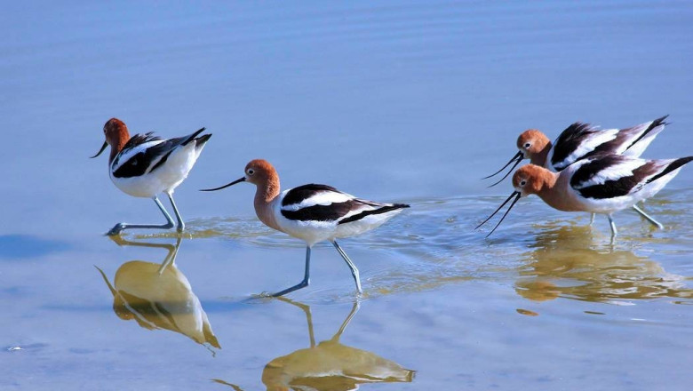 Where to Go Birding in Las Vegas