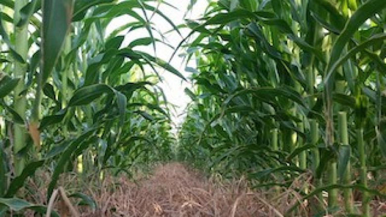 Navigate This Corn Maze On The Outskirts Of Vegas